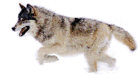 Balzo.gif (12272 byte)