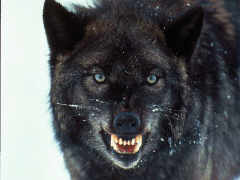 GRRR.jpg (6102 byte)