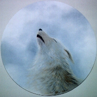 MNWOLF.jpg (32027 byte)