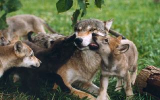 Mamma&Cuccioli.jpg (15185 byte)