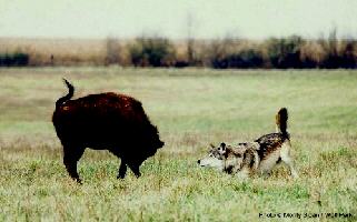 Orca_and_bison.jpg (14806 byte)