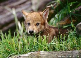 Puppy.jpg (16667 byte)