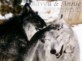 Raven_pawing_Annie.jpg (15784 byte)