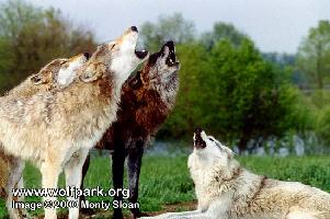 Spring_Chorus_Howl2.jpg (16863 byte)