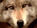 Triste.gif (13274 byte)