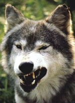 wolfgrrr.jpg (11804 byte)
