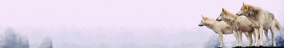 wolves.jpg (22272 byte)